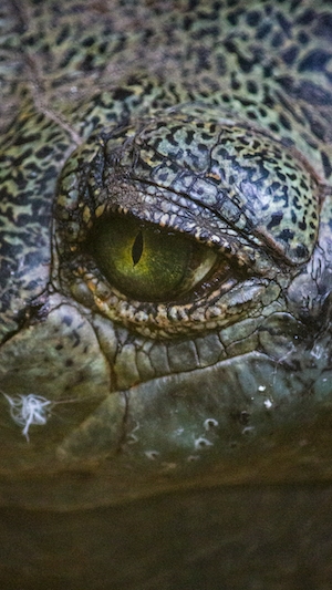 Глаз аллигатора