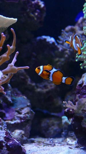 оранжевые рыбки-клоуны в окружении кораллов 