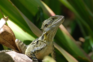 Это австралийский водяной дракон, рептилия на фоне зеленых растений 