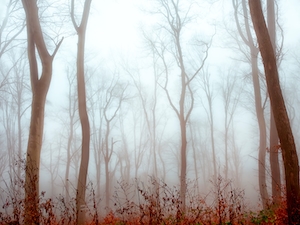 туманный осенний лес