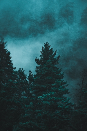 темный сосновый лес, туман 