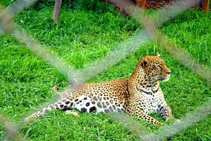 Леопард за решеткой зоопарка 