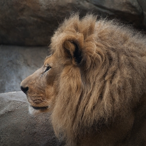 профиль льва 