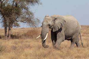 Слоны идут по полю в регионе Серенгети, Танзания