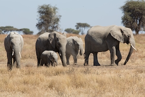 группа слонов гуляет по полю 