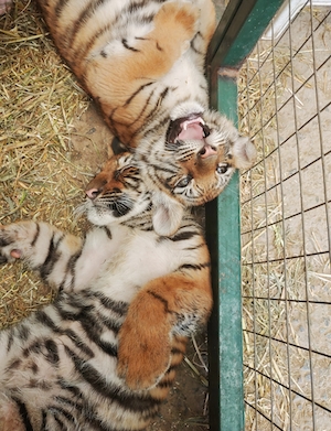 два тигра в вольере, тигры лежат в клетке 