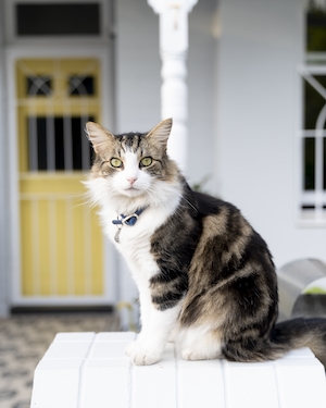 Кошка, сидящая перед викторианским домом с террасой