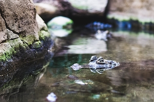 Крокодил осматривает окрестности в зоопарке Барселоны, находясь в воде. 