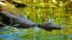 крокодил в воде, крупный план