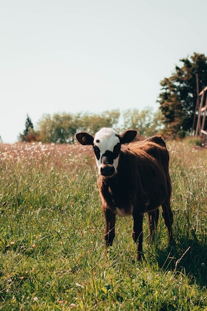 коричневая корова на поле 