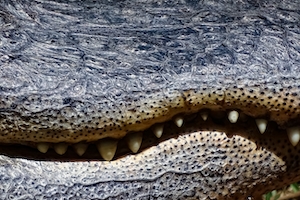 зубастая пасть крокодила, крупный план 