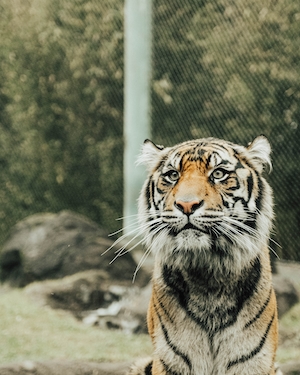 Красивый тигр в зоопарке, портрет тигра, крупный план 