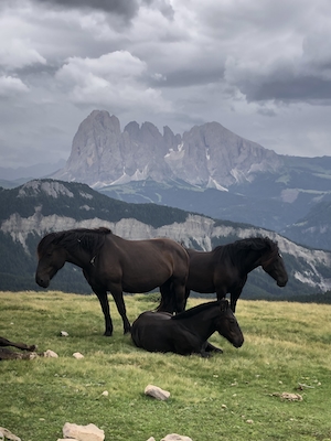 3 темные лошадки в ненастный летний день позируют перед горой 