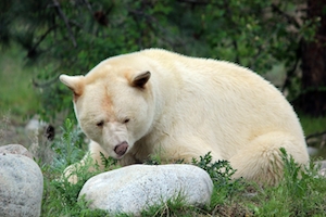 белый медведь в дикой природе 