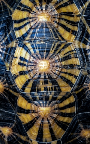 Верхняя часть панциря лучистой черепахи с геометрическим рисунком