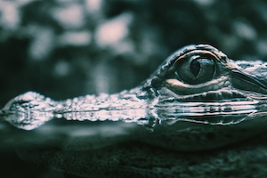 Маленький аллигатор в воде, глаз аллигатора, крупный план 