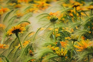 поле с желтыми цветами 