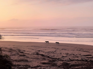 Лошадь и мул движутся навстречу восходящему солнцу по пляжу на Диком побережье.