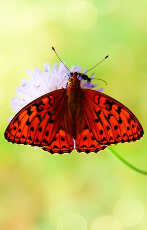 красная бабочка на цветке клевера 