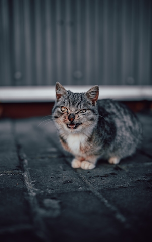 уличный кот сидит 