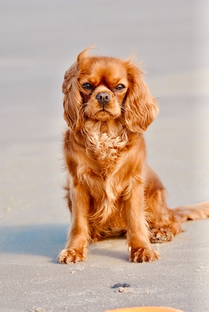 коричневая собака на песке 