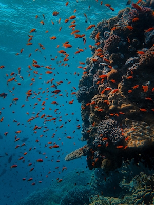 Коралловый риф в Красном море Марса Шагра, мелкие рыбки 