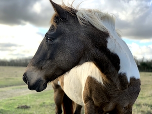 коричневый конь с белыми пятнами, крупный план 