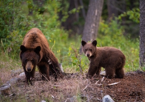 Медведица-мама и ее детеныш бродят по долине 
