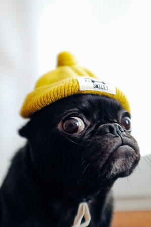 удивленная черная собачка в желтой шапочке, крупный план 