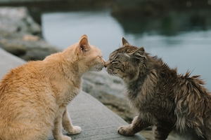 два кота целуются на улице 