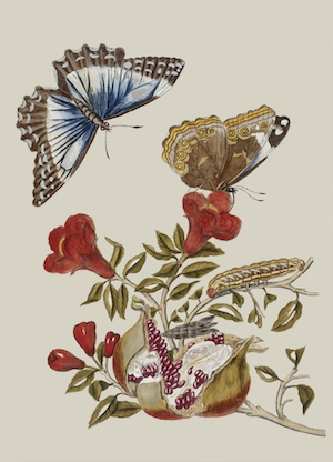 Бабочка и гусеница, гравюра 