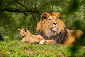 лев и львица на поляне в лесу 