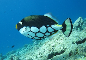 Рыба-клоун у рифа, вид сбоку, крупный план