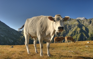 белая корова стоит на фоне гор, смотрит в кадр, крупный план 