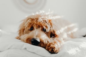 коричневая собака лежит в постели 
