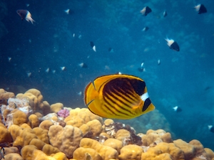 желтая полосатая рыбка у коралловых рифов