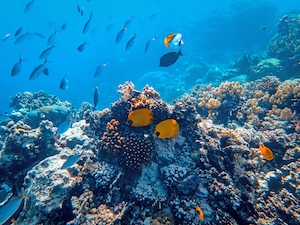 тропические рыбы у кораллового рифа 