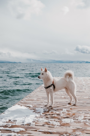 белая собака на фоне моря 