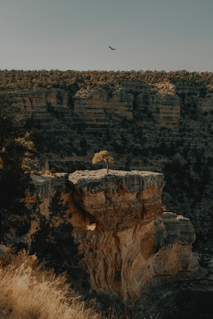 снимок птицы, парящей высоко над этим одиноким деревом, каньон днем, лес в горах, каньон, ущелье с лесом, горный пейзаж 