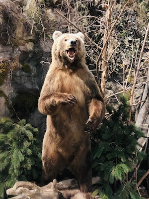 бурый медведь стоит на задних лапах и рычит, фото в полный рост 