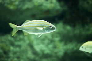 Зеленая рыба на зеленом фоне, крупный план, вид сбоку 