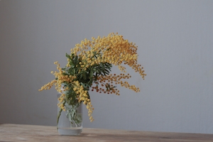 декоративное домашнее растение, мимоза в вазе на столе 