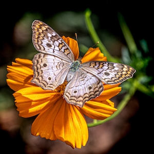 бабочка и красочный цветок, крупный план 