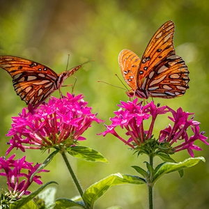 сад бабочек монарха во Флориде