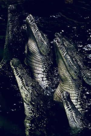 крокодилы в темноте 