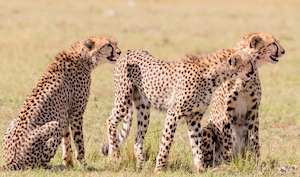 Группа гепардов, высматривающих свою добычу