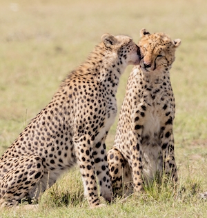 влюбленные леопарды 