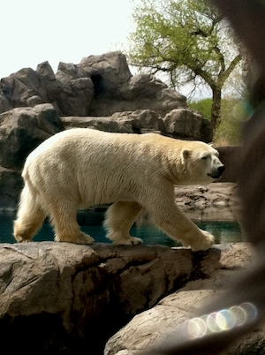 белый медведь гуляет у воды 