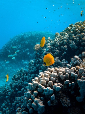желтые рыбки на коралловом рифе 