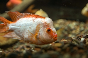 бело-оранжевая рыбка, вид сбоку, крупный план